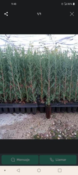 Lote 120 Ciprés de  40-60cm a 0,90€