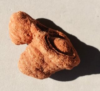 Fósil Estromatolito Mineral