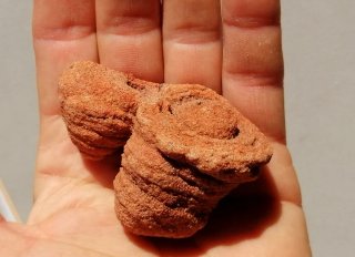 Fósil Estromatolito Mineral