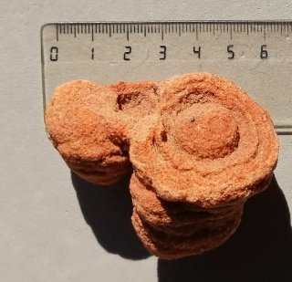 Fósil Estromatolito Mineral