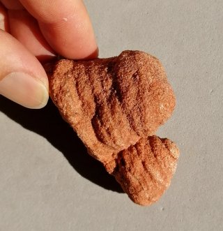 Fósil Estromatolito Mineral