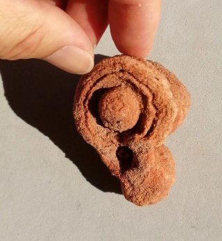 Fósil Estromatolito Mineral