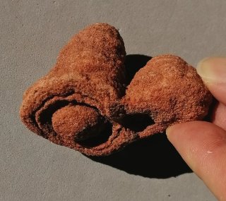 Fósil Estromatolito Mineral