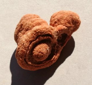 Fósil Estromatolito Mineral