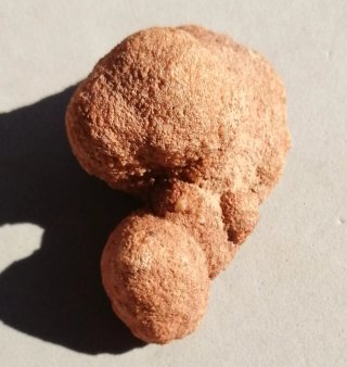 Fósil Estromatolito Mineral