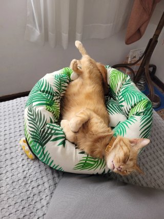 Cama para gato con estampado tropical