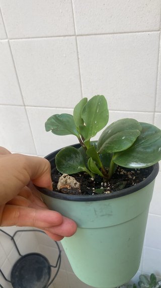Planta Peperomia