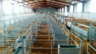 Material ganadero ovino - Jaulas parición