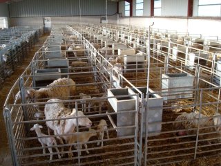 Material ganadero ovino - Jaulas parición