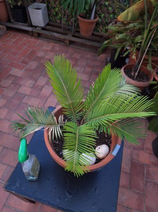 Palmeras Cyca revoluta en maceta