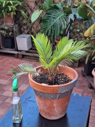 Palmeras Cyca revoluta en maceta