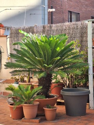 Palmeras Cyca revoluta en maceta