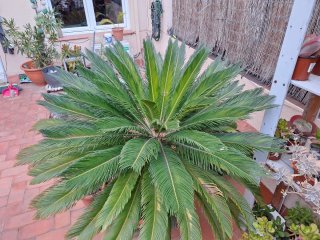 Palmeras Cyca revoluta en maceta