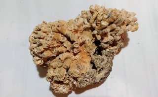 Fósil Coral Panal Grande