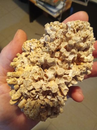 Fósil Coral Panal Grande