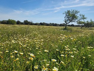 Terreno en venta en Campos