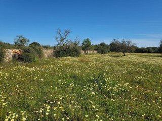 Terreno en venta en Campos