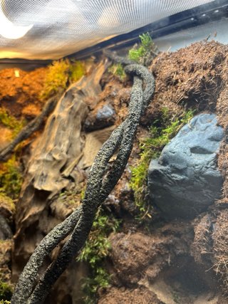 Terrario con decoración natural