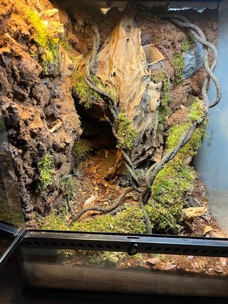 Terrario con decoración natural