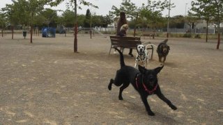 PASEADOR DE PERROS EN PATERNA Y VALENCIA