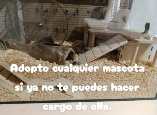 Recojo animales
