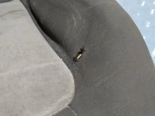 Asiento delantero izquierdo SEAT IBIZA BERLINA