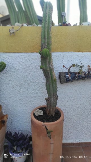 Cactus en maceta de barro
