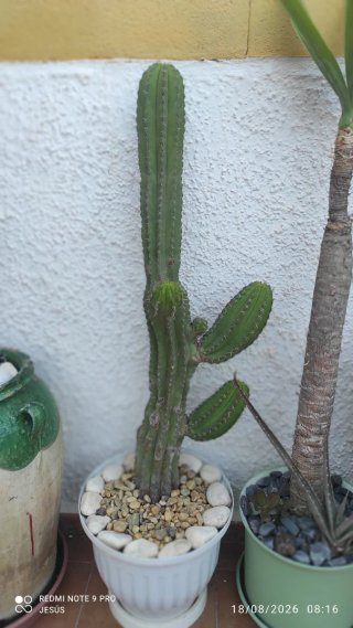 Cactus en maceta blanca
