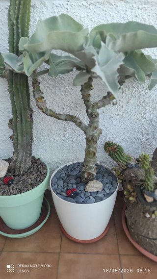 Planta en maceta de plástico