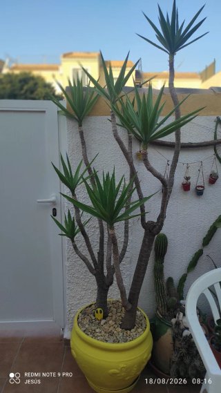 Planta de interior en maceta amarilla