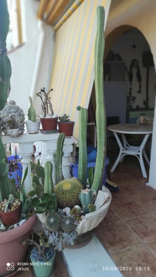 Cactus en maceta de barro
