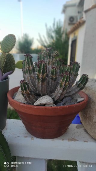 Cactus en maceta de barro