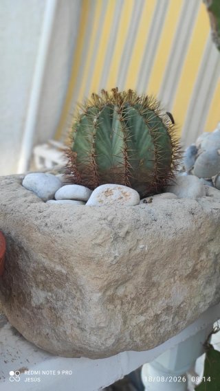 Cactus en maceta de piedra