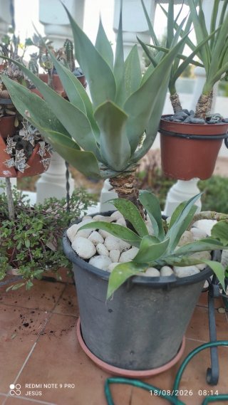 Planta Agave en Maceta Negra