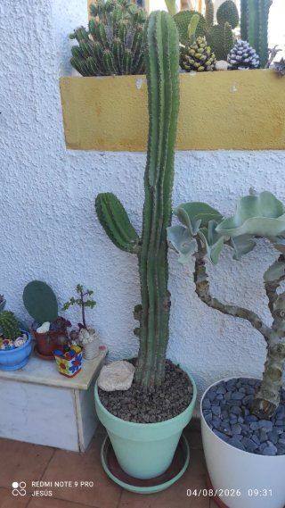 Cactus en maceta de barro