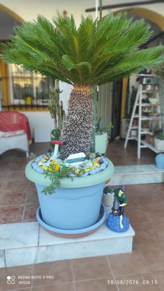 Palmera en maceta decorada