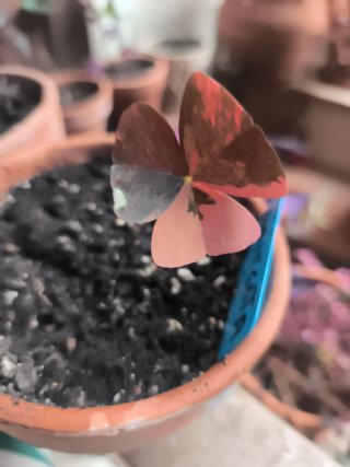 Variegata oxalis