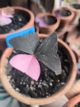 Variegata oxalis