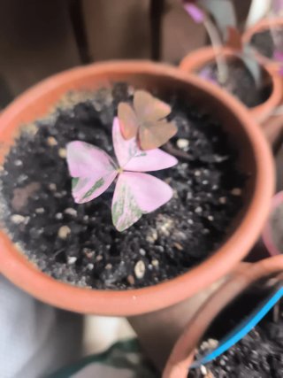 Variegata oxalis