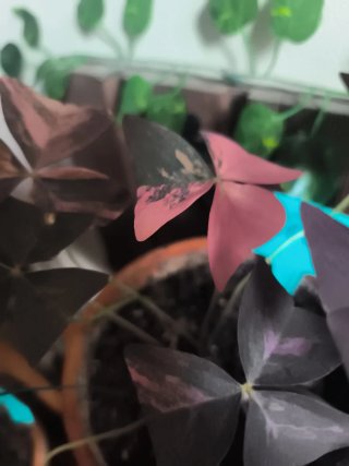 Variegata oxalis