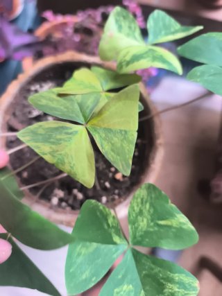 Variegata oxalis