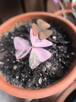 Variegata oxalis