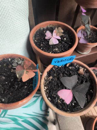 Variegata oxalis