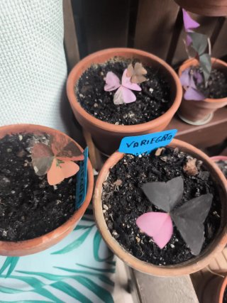 Variegata oxalis