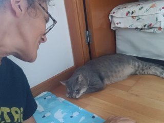 Canguro gatitos a domicilo