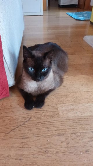 Canguro gatitos a domicilo