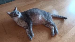 Canguro gatitos a domicilo