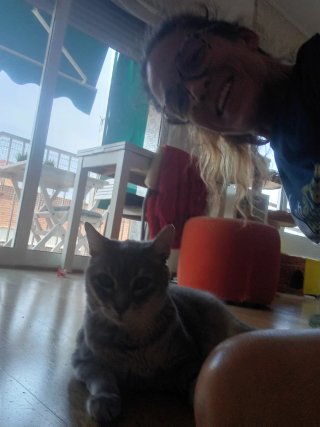 Canguro gatitos a domicilo