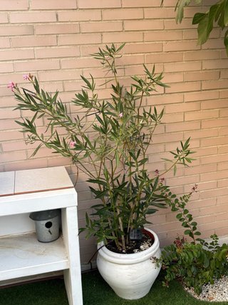 Planta con maceta de barro