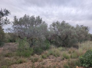 Terreno en venta en Centro en Alcanar